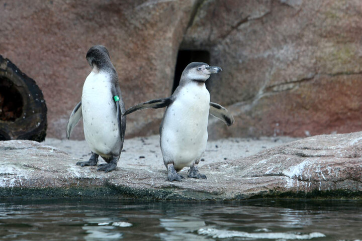 Zwei der süßen Pinguine in Limbach haben jetzt das Linux-Maskottchen Tux als
Paten.