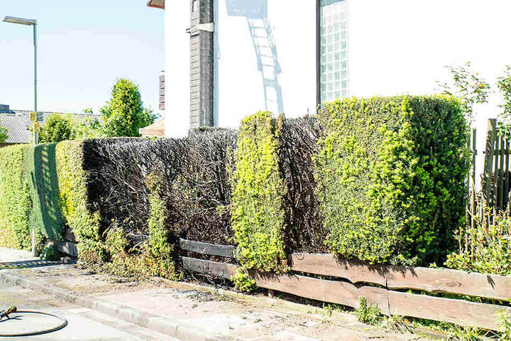 Vier Meter der Hecke standen kurzzeitig lichterloh in Flammen.
