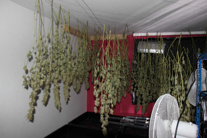 Die Polizei stellte rund 180 Pflanzen und das Equipment für eine Cannabis-Plantage sicher.