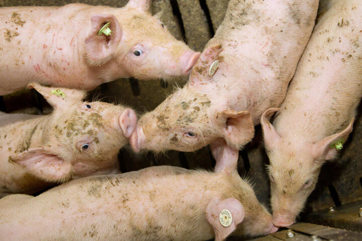 Nicht jeder will einen großen Schweinestall in der Nachbarschaft haben.