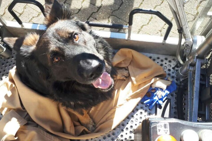 Daraufhin konnte der Hund vom Sonnenschutz gerettet werden.