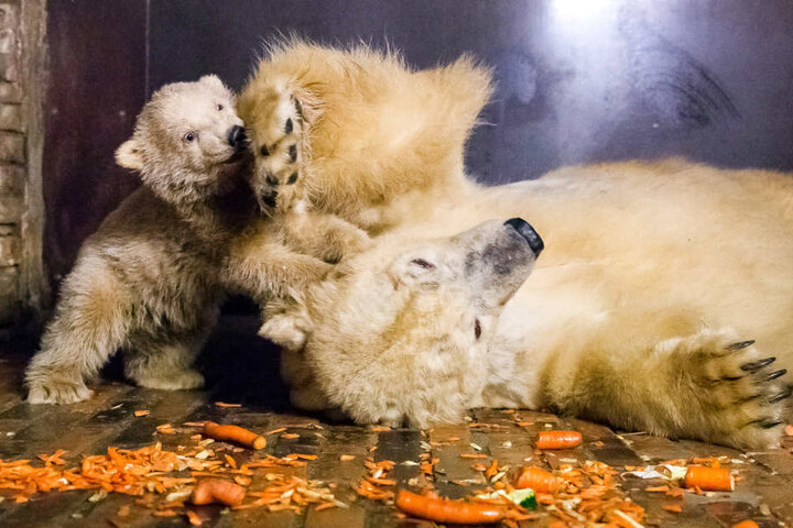 Eisbär-Mutter Tonja und der kleine Eisbär Fritz im Tierpark Berlin.