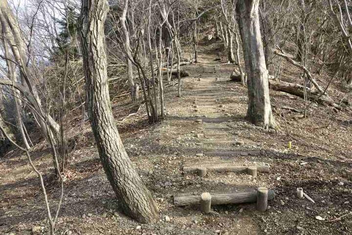 Am Samstag wurde in einem Wald bei Naumburg eine männliche Leiche entdeckt. (Symbolbild)