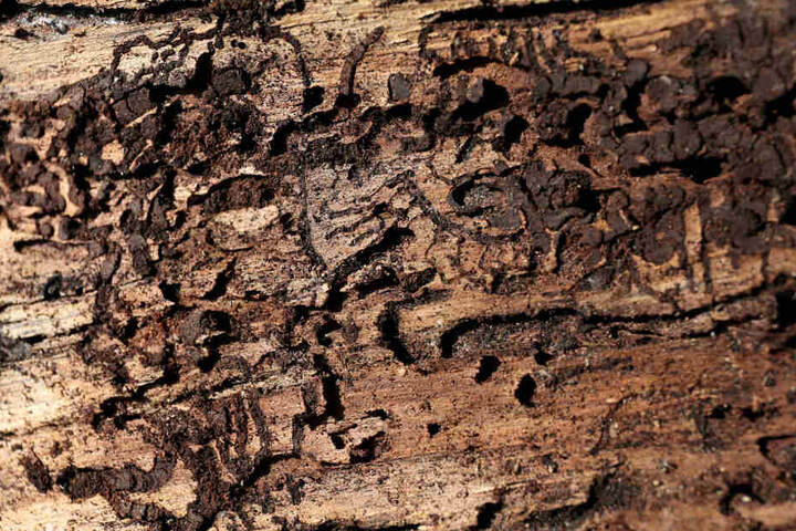 Spuren von Borkenkäfern sind in einer Baumrinde zu sehen.