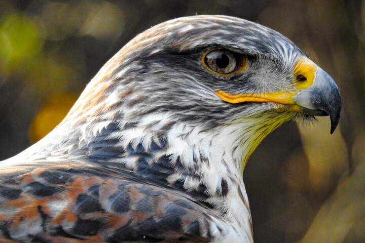 War es ein Bussard, der den kleinen Chihuahua angriff?