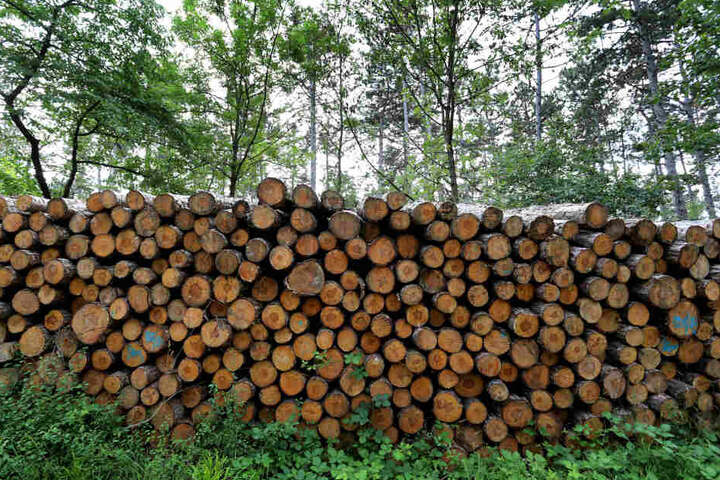 Stämme von gefällten Schwarzkiefern liegen auf dem Volkenberg am Rande eines Waldweges. Waldbesitzer fürchten Milliardenschäden durch Dürre und Borkenkäfer-Plage.
