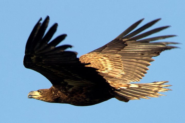 Ein Seeadler schwebt durch die Luft.