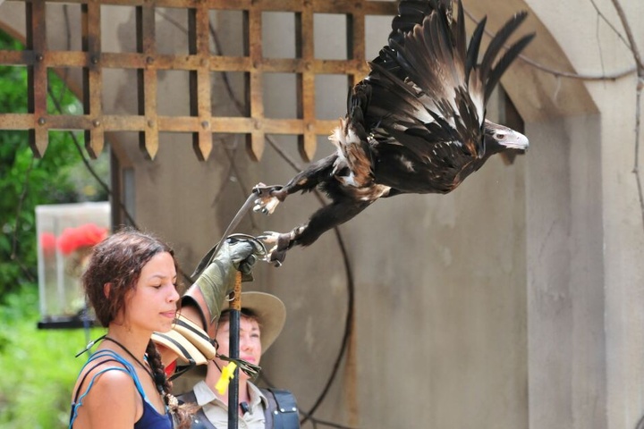Der Adler fliegt auf Model-Giseles Arm.