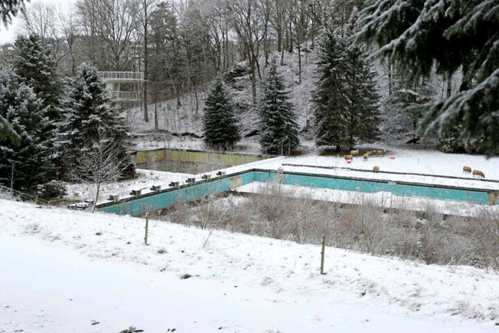 Das 1966 erbaute Freibad Zschopau, mit 50-Meter-Becken und Sprungturm, wird seit sieben Jahren nicht mehr genutzt. Es soll zu einem Naturbad umgewandelt werden.