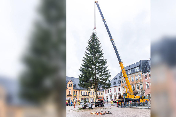 Fast geschafft: Die Fichte wird auf dem Markt aufgestellt.