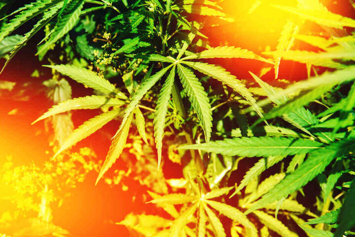 Die Cannabis-Zuchtanlage wurde sofort von der Polizei sichergestellt (Symbolbild).