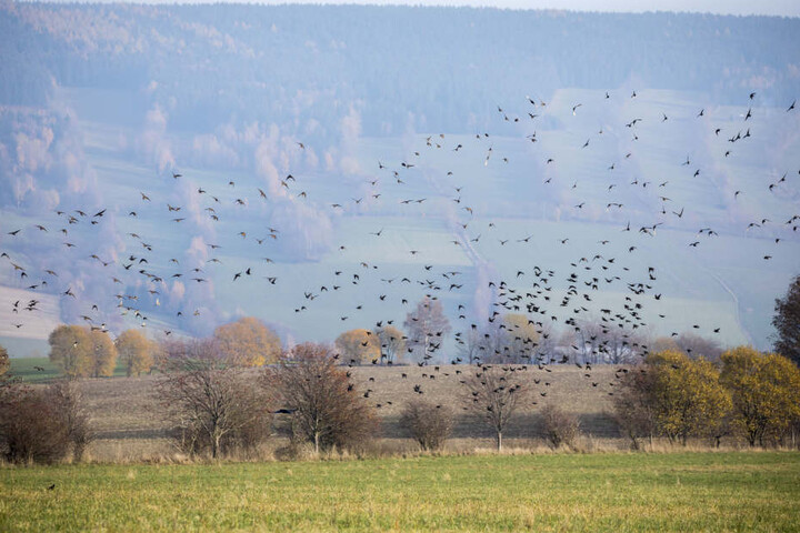 Am Pöhlberg war vergangene Woche noch ein großer Schwarm Stare zu sehen.