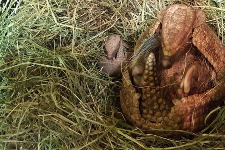 Das Mini-Kugelgürteltier ist der jüngste Bewohner im Tierpark.