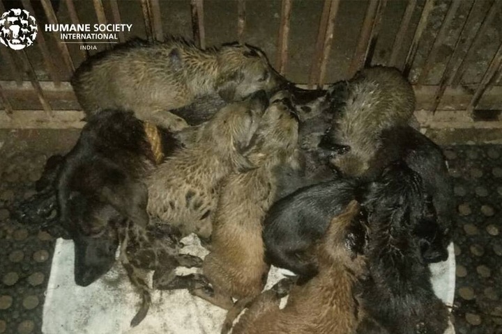 Die Welpen säugen an ihrer Mutter nach der geglückten Rettungsaktion.