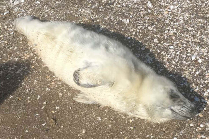 Die Babyrobbe genießt die Sonne am Strand der Ostseeinsel Usedom.