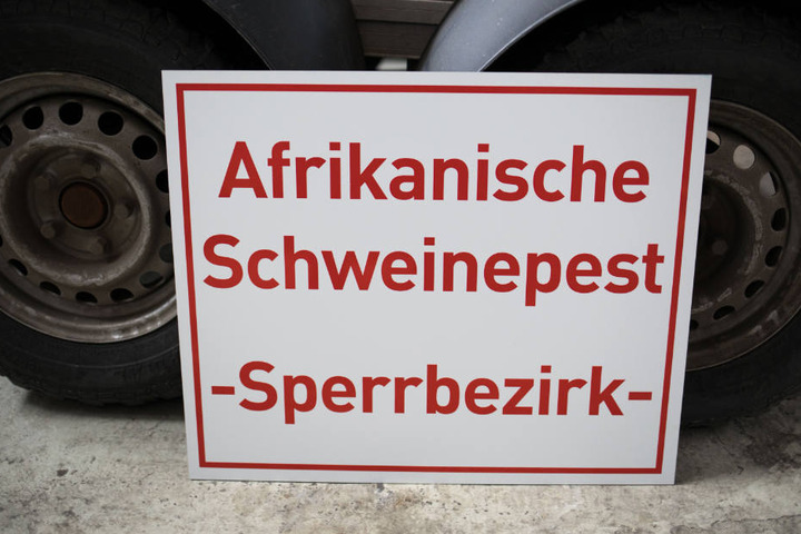 Die Afrikanische Schweinepest sorgt bei Bauern in Bayern weiter für große Sorgen. (Archivbild)