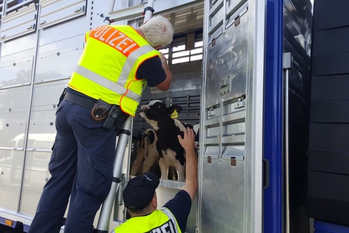 Die Polizei fand aber auch gute Transportbedingungen und gesunde Tiere vor.