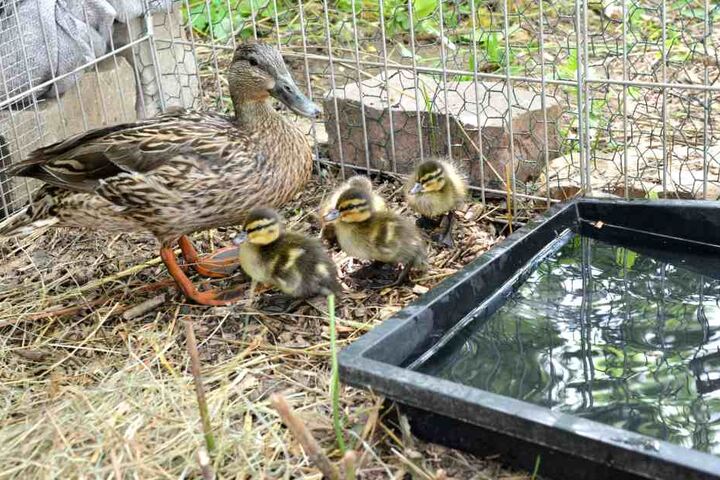 Bevor die Entenfamilie am Dienstag ausgesetzt wird, konnte sie sich in der Wildvogelauffangstation des Umweltzentrums an der Kläranlage Kaditz stärken.