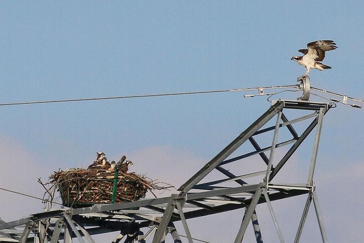 Fischadler bei Hartenstein brüten auf einem Strommast.