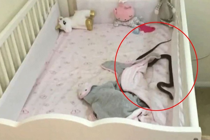 Plötzlich war die Schlange im Bett der vier Monate alten Tochter.