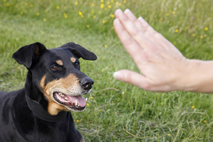 Dobermänner sind schöne, aber nicht ganz ungefährliche Hunde.