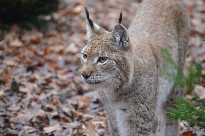 Erst zwei Jahre ist der Luchs jung.