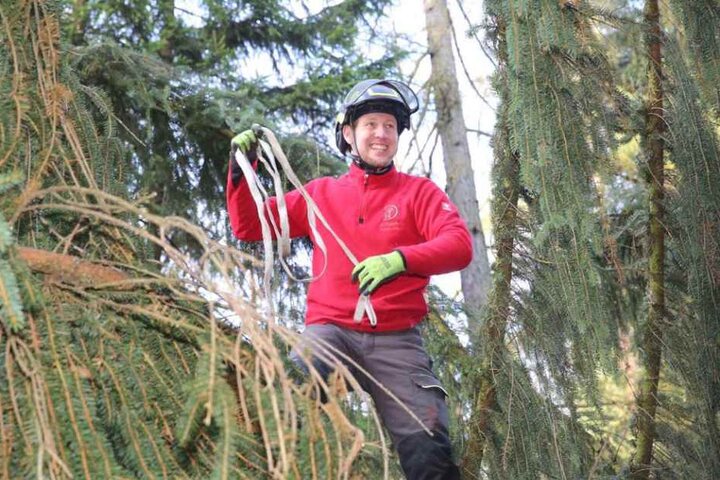 Ein Mitarbeiter der "Baumpflege Andreas Deppner" bei den Vorbereitungen.