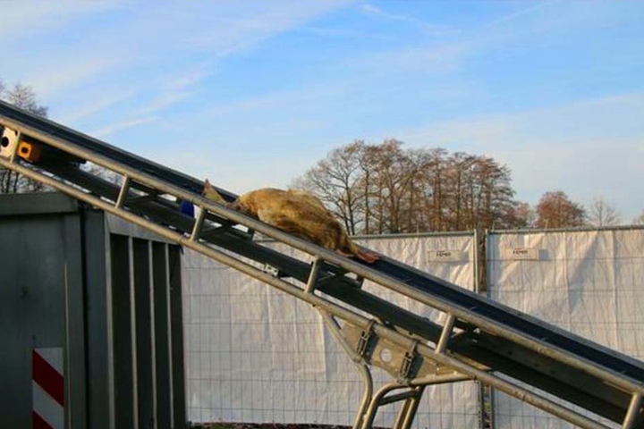Die rund 2800 Legegänse wurden getötet.