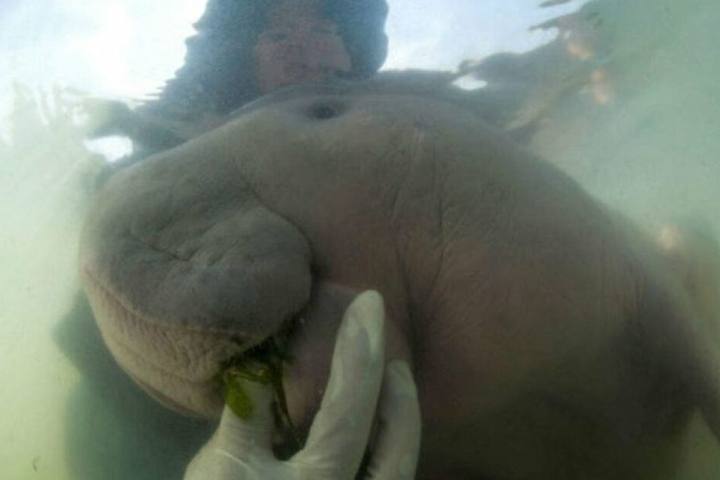 Thailand trauert um Mariam.
