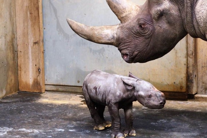 Das kleine Nashorn-Weibchen aus dem Berliner Zoo hat noch keinen Namen.