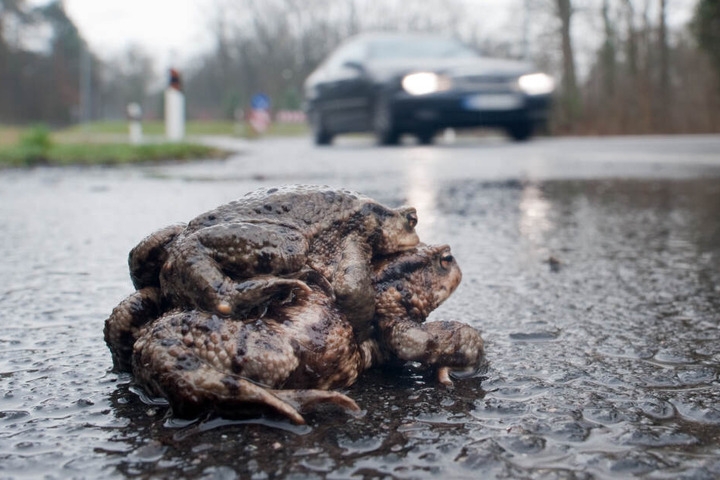 Im Frühjahr ist Paarungszeit. Amphibien wie Kröten sind dann auf Wanderschaft - die oft unter einem Auto ein jähes Ende nimmt.