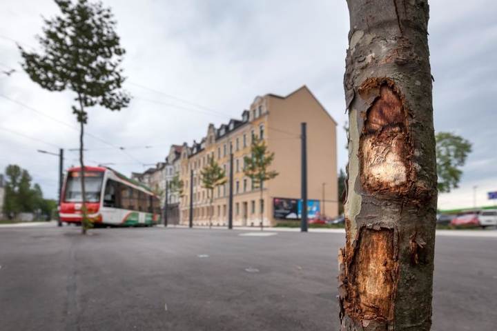 Ohne Grenzen geht es doch nicht immer: Autofahrer haben vier neu gepflanzte Bäume auf dem Stadlerplatz touchiert.