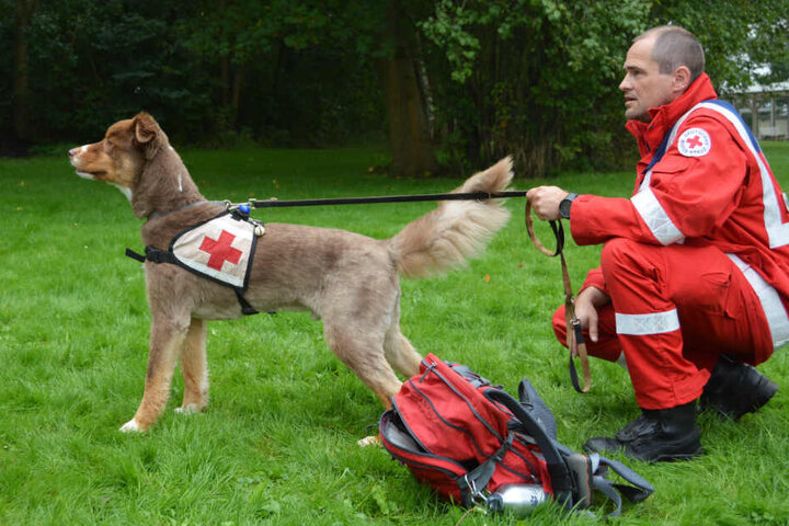 Das DRK setzte bei der Suche nach dem Vermissten auch Spürhunde ein. (Symbolbild)