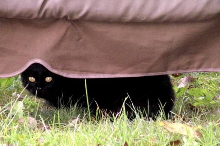 Bei schwarzen Katzen kann man als Schornsteinfeger schon mal abergläubisch werden.