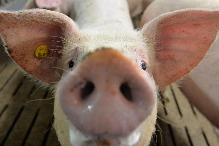 Ein Mastschwein in einem Mastbetrieb in Lindern (Niedersachsen) im Stall.