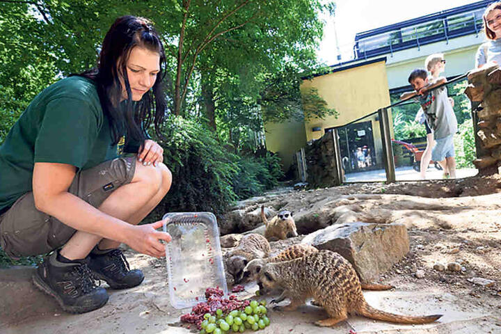 Wie süß: Theresa Böhme (29) fütterte die Erdmännchen im Tierpark.
