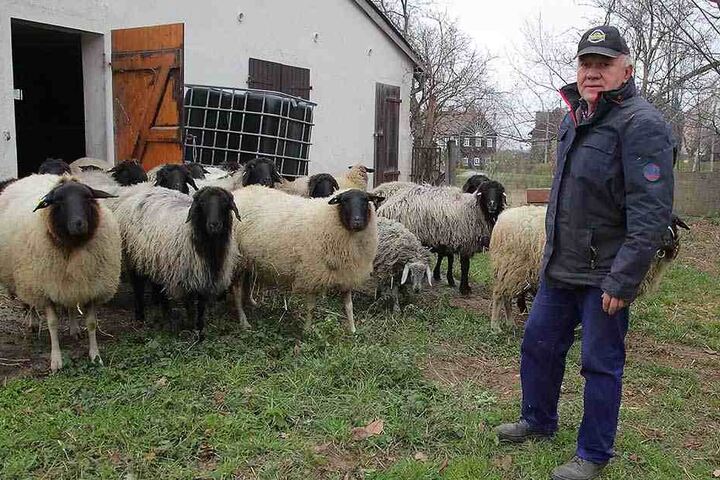 Schäfer Wilfried Urban (68) hält die einzige Karakulschaf-Herde in Sachsen.