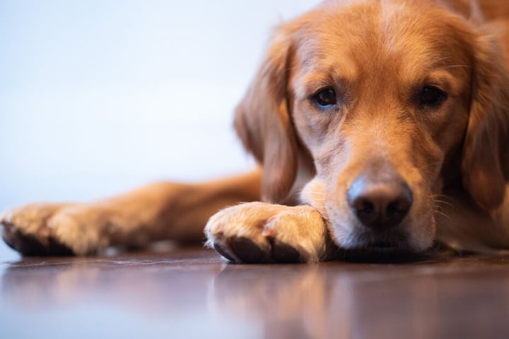 Therapiehund Watson liegt auf dem Boden.
