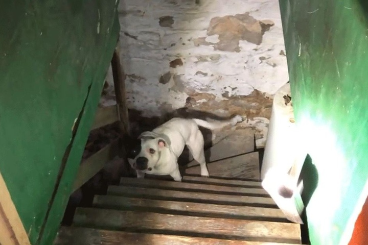 Wie lange der Pitbull dort ausharren musste, ist unbekannt.
