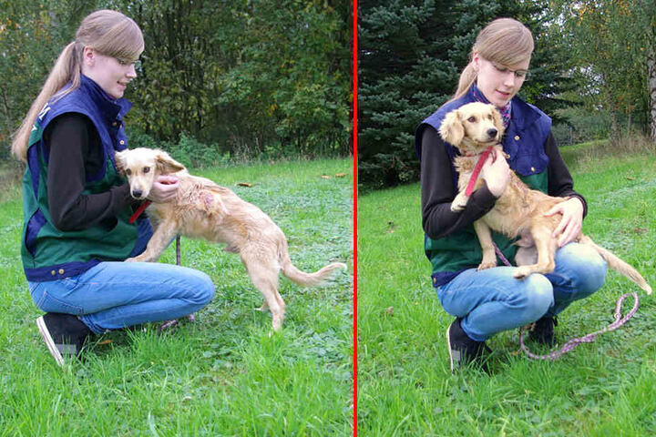 Der kleine Theo hat die schwere Krankheit überstanden und erholt sich nun gerade im Tierheim.