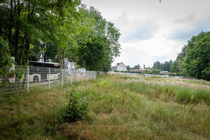 Unkraut statt Bäumen: Eine ungenutzte Brachfläche an der Zwickauer Straße.