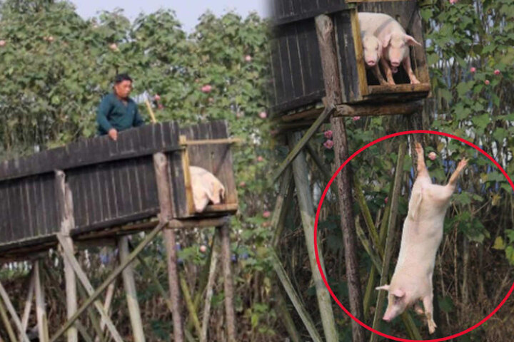 Unglaubliche Bilder: Hier fliegen Schweine.