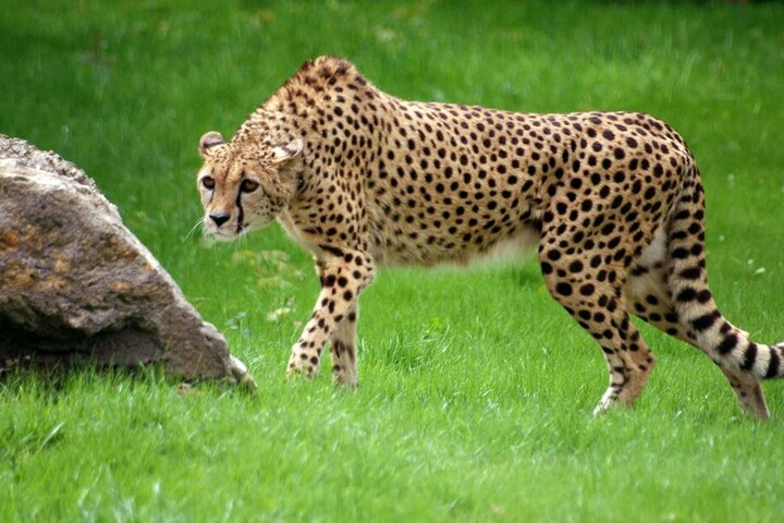 Seit 2010 leben Geparden im Opel-Zoo.