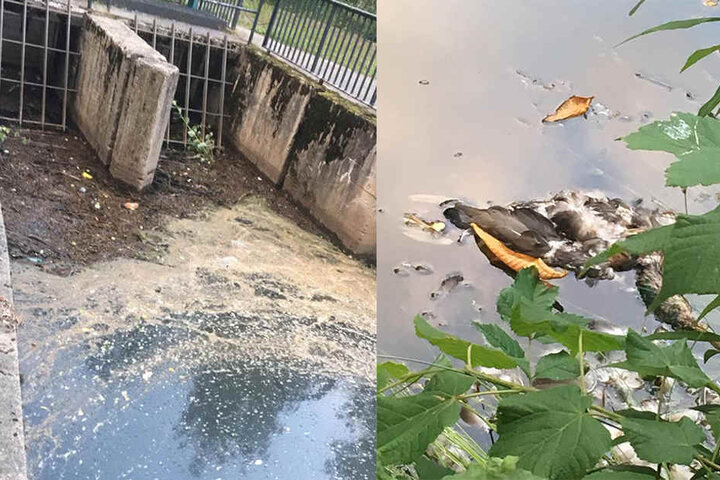 Das Wehr ist vermüllt und auch tote Enten schwimmen im Schlossteich.