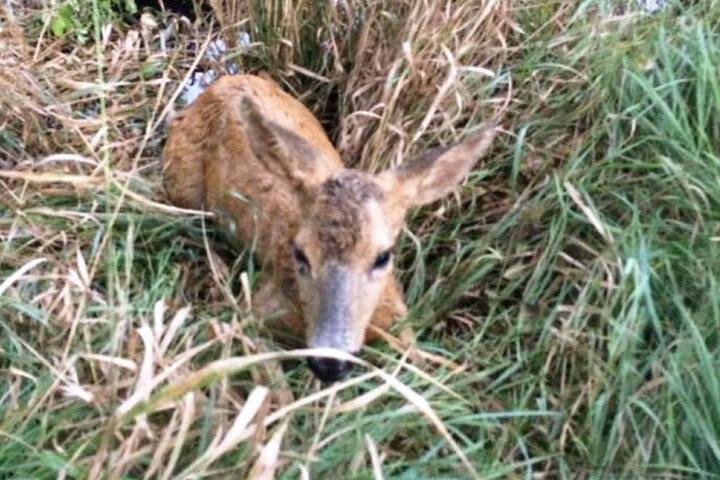 Nach der Rettung der Feuerwehr war Bambi zwar erschöpft aber unverletzt.