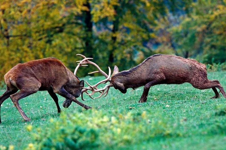 Zwei Hirsche duellieren sich auf einer Waldlichtung um ein Revier. „Vor allem nach Regen kommt das Wild heraus“, sagt der erfahrene Tierfotograf Harald Lange.
