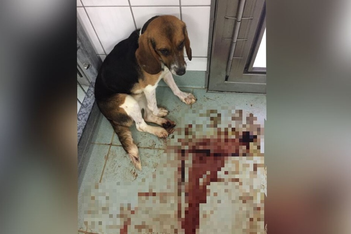 Ein Hund kauert in seinem blutverschmierten Zwinger.