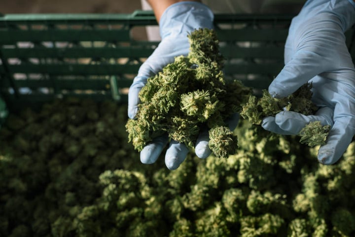 Knospen von Cannabis.