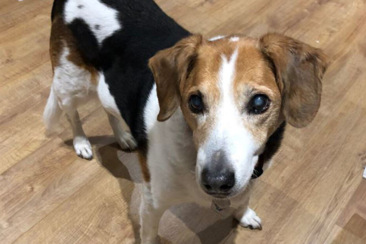 Hunde-Dame Sophie ist schon 17 Jahre alt.
