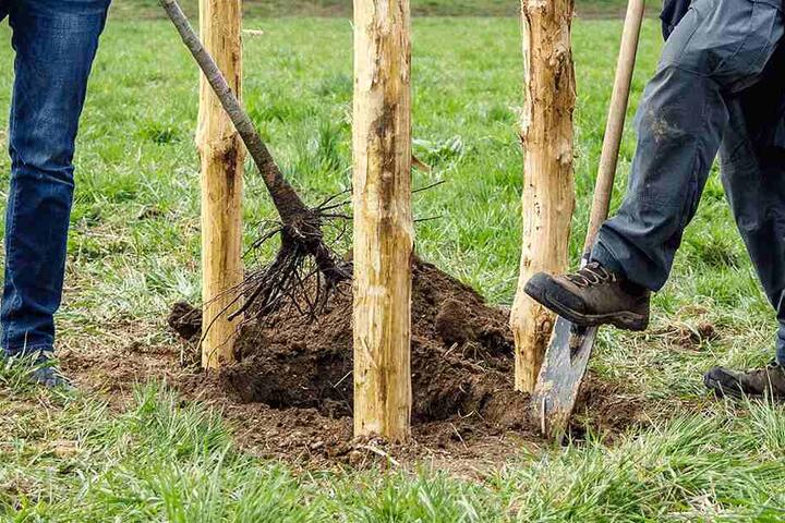 Die Grünen pflanzten Sonntag neue Bäume im Kaitzbachtal ein.